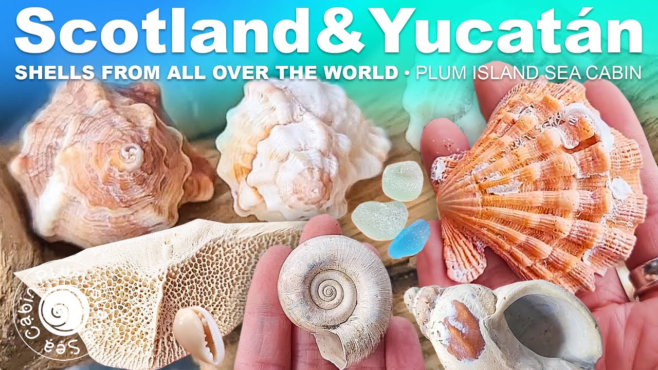 INTERNATIONAL SHELLING! |  Yucatan Shells | Scotland Shells! | AMAZING SHELLS! | Plum Island MA