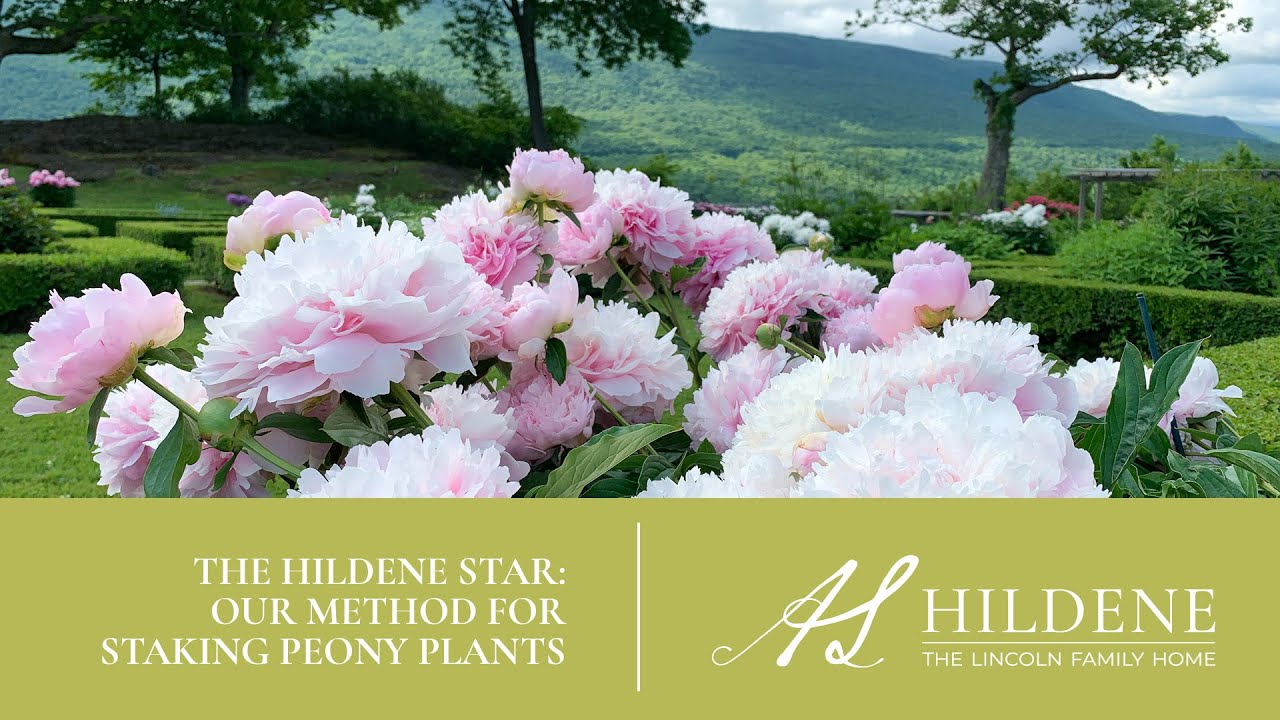 The Hildene Star: Our Method for Staking Peony Plants