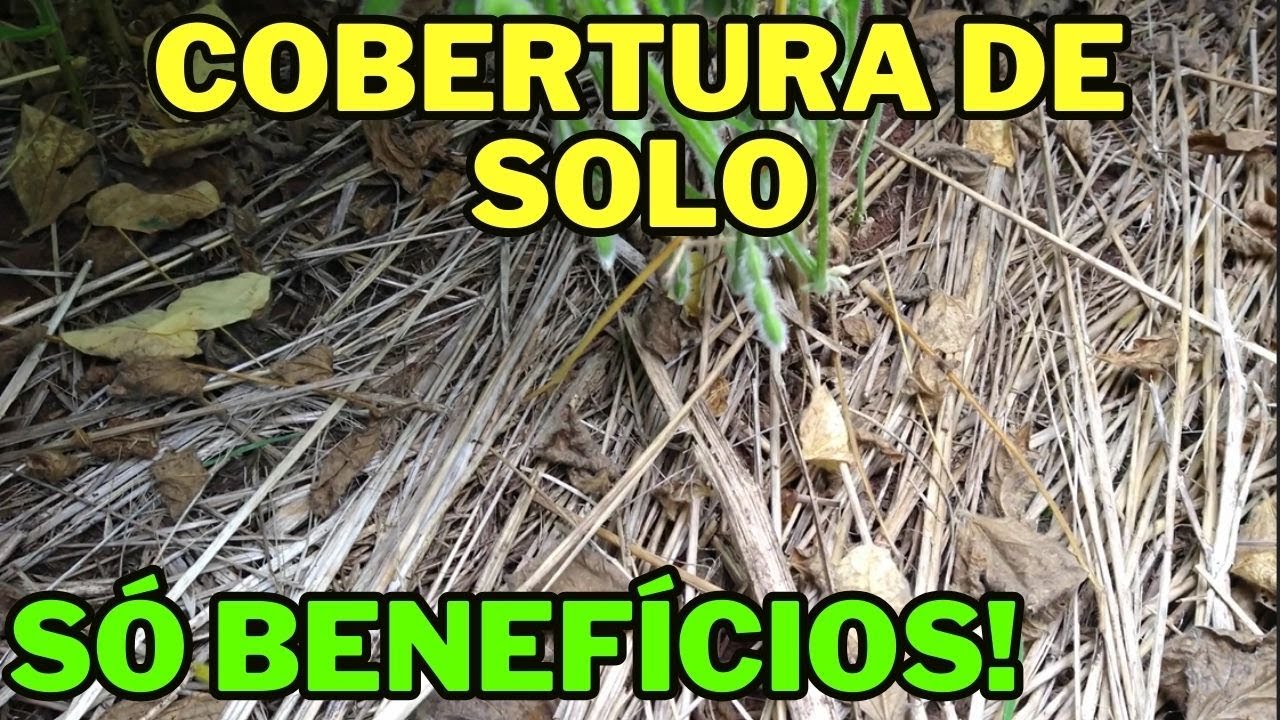 PLANTAS DE COBERTURA: A IMPORT&Acirc;NCIA DE UM BOM MANEJO DE SOLO