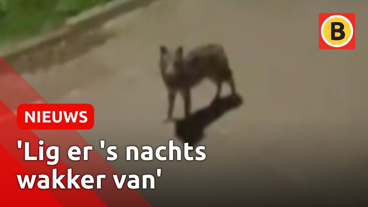 BEELDEN: Loslopende wolf teistert Lage Zwaluwe | Omroep Brabant