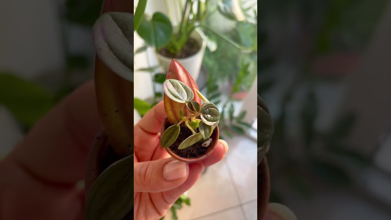 So small, so perfect. #justplantfeelings #planttiny  #plantmagic