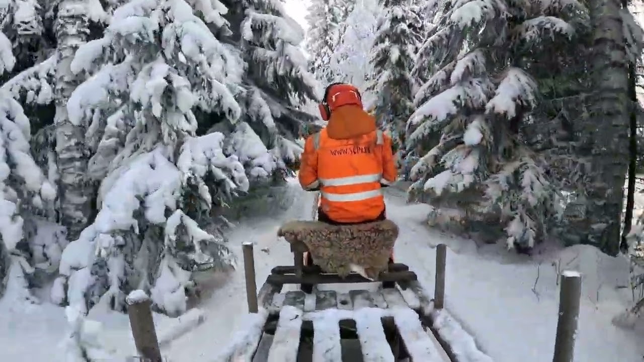 Suomenhevonen savottatulet ja ropsia lihasvoimalla.
