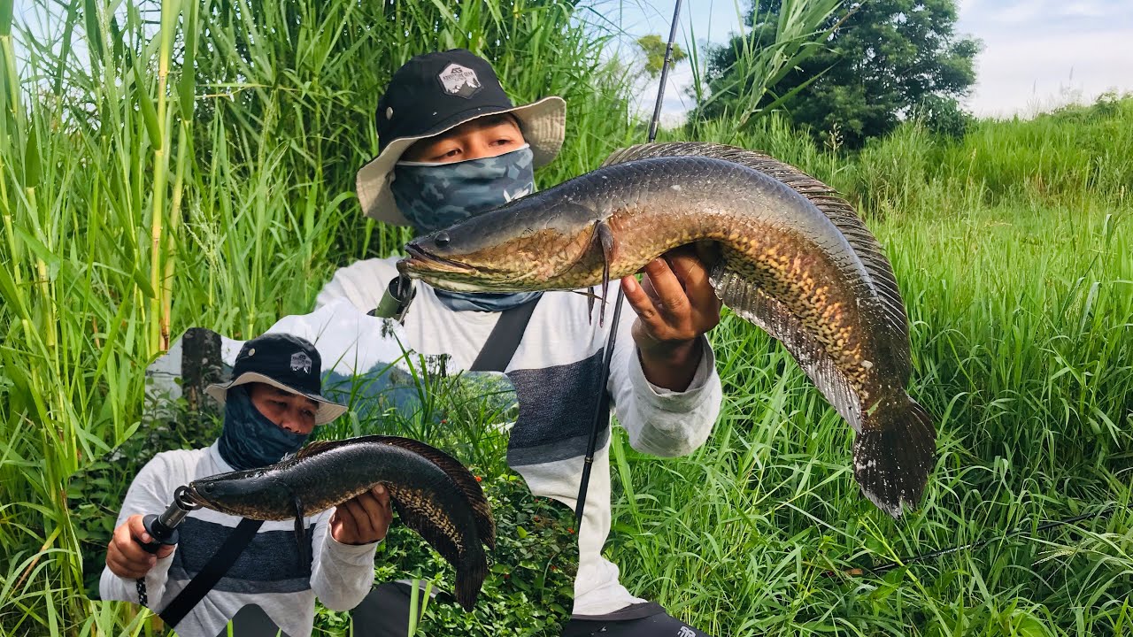 DANAU ini isinya predator MONSTER semua‼️ || casting ikan gabus/haruan babon