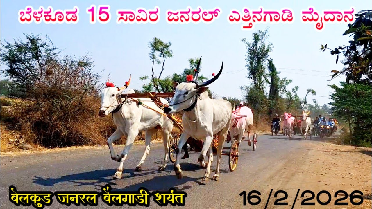 ಬೆಳಕೂಡ 15 ಸಾವಿರ ಜನರಲ್ ಎತ್ತಿನಗಾಡಿ ಮೈದಾನ बेलकुड जनरल बैलगाडी शर्यत#rajupremi #naad 