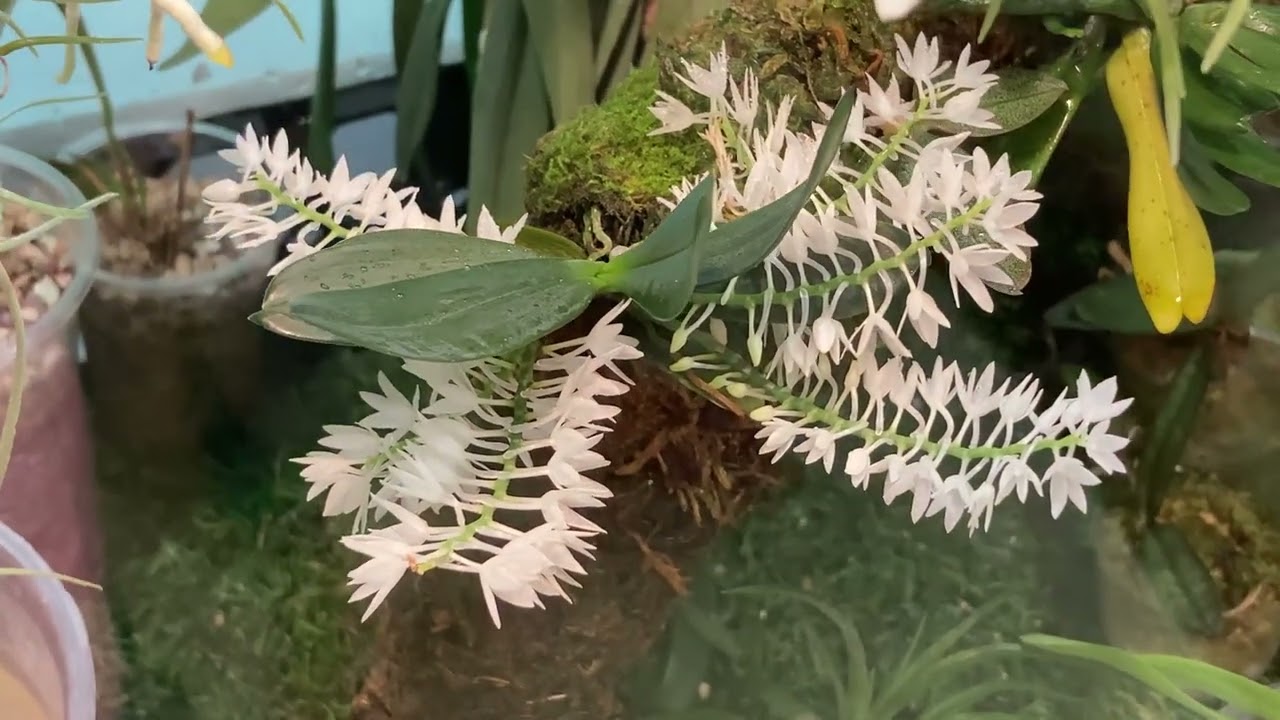 Aerangis hyaloides. Вихвалянки!!!