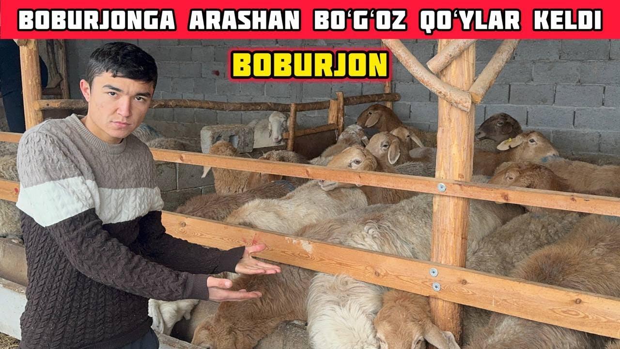 Boburjonga Arashan Boʻgʻoz Qoʻylar Keldi,Tekinga Qoʻy Tarqatamiz😁