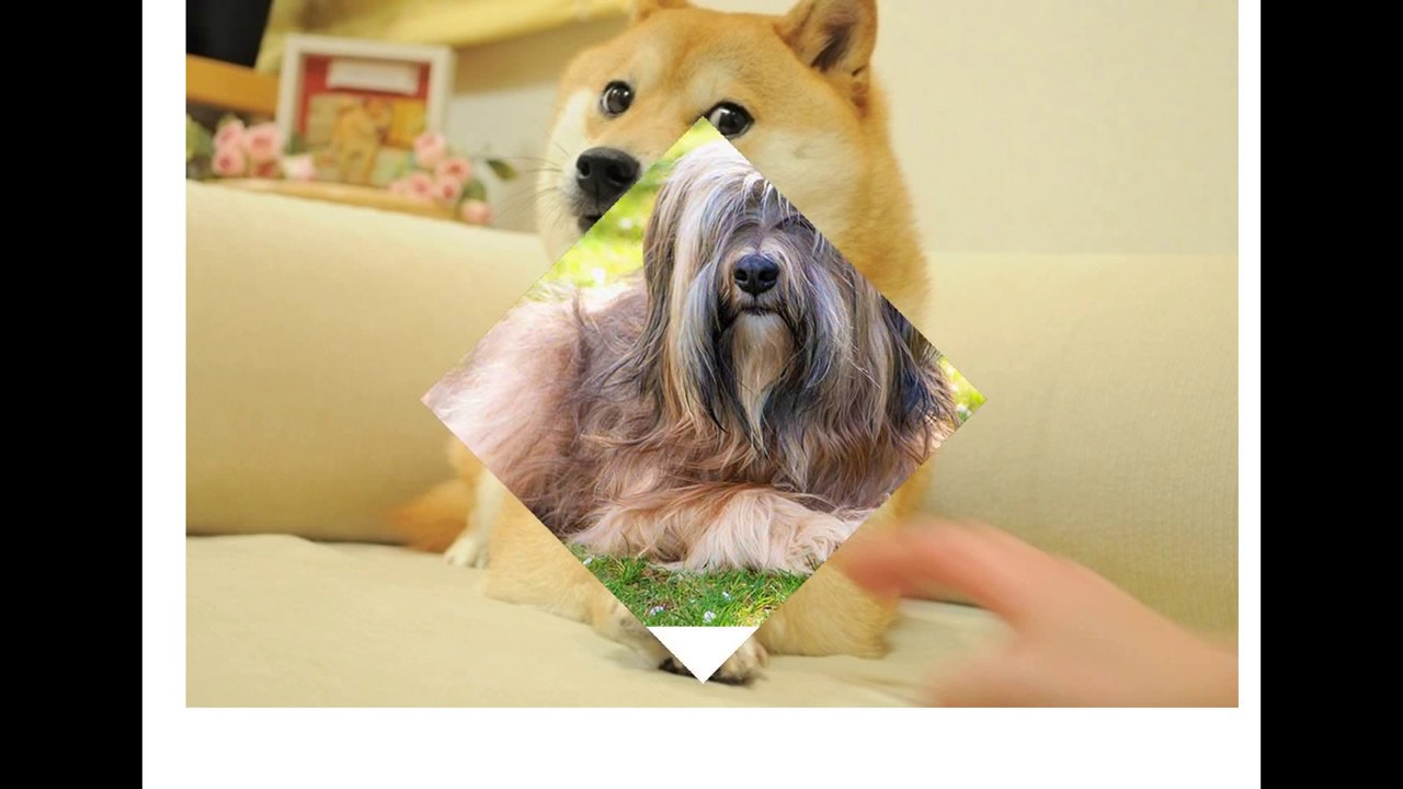 The Dogs of Alphabet