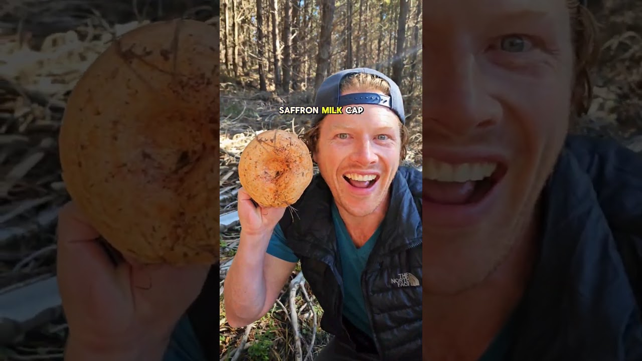 Don't try this 😅🍄🧙&zwj;♂️🧚&zwj;♀️ Saffron Milk Cap #mushroom harvest Sydney. AKA Red Pine #foraging