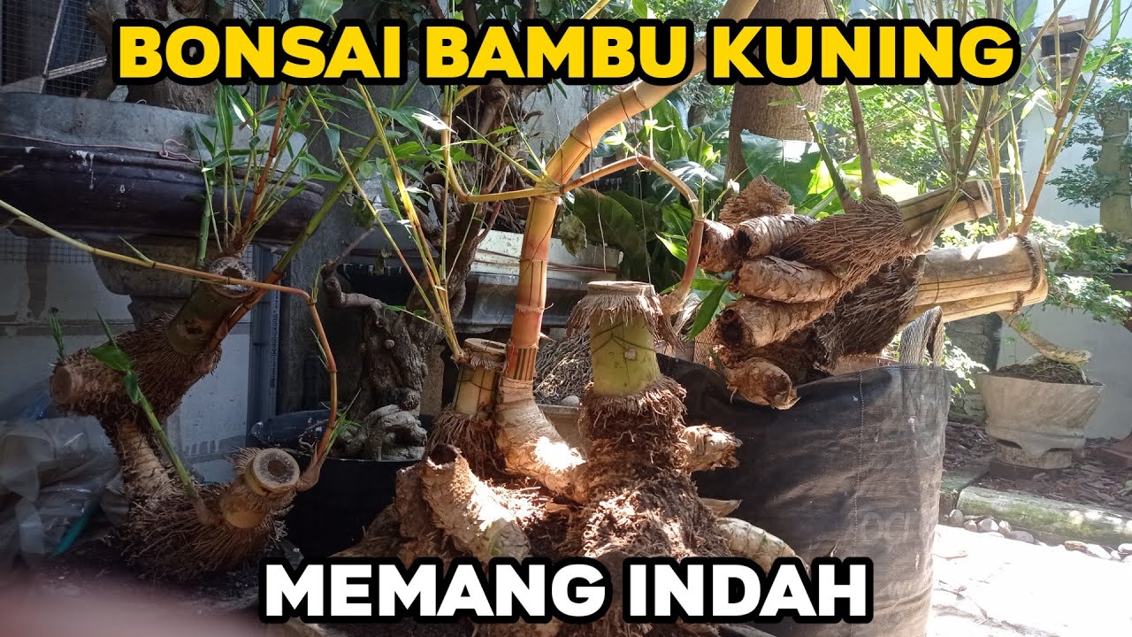 MENUMBUHKAN BONSAI BAMBU KUNING BATANG SUPER BESAR