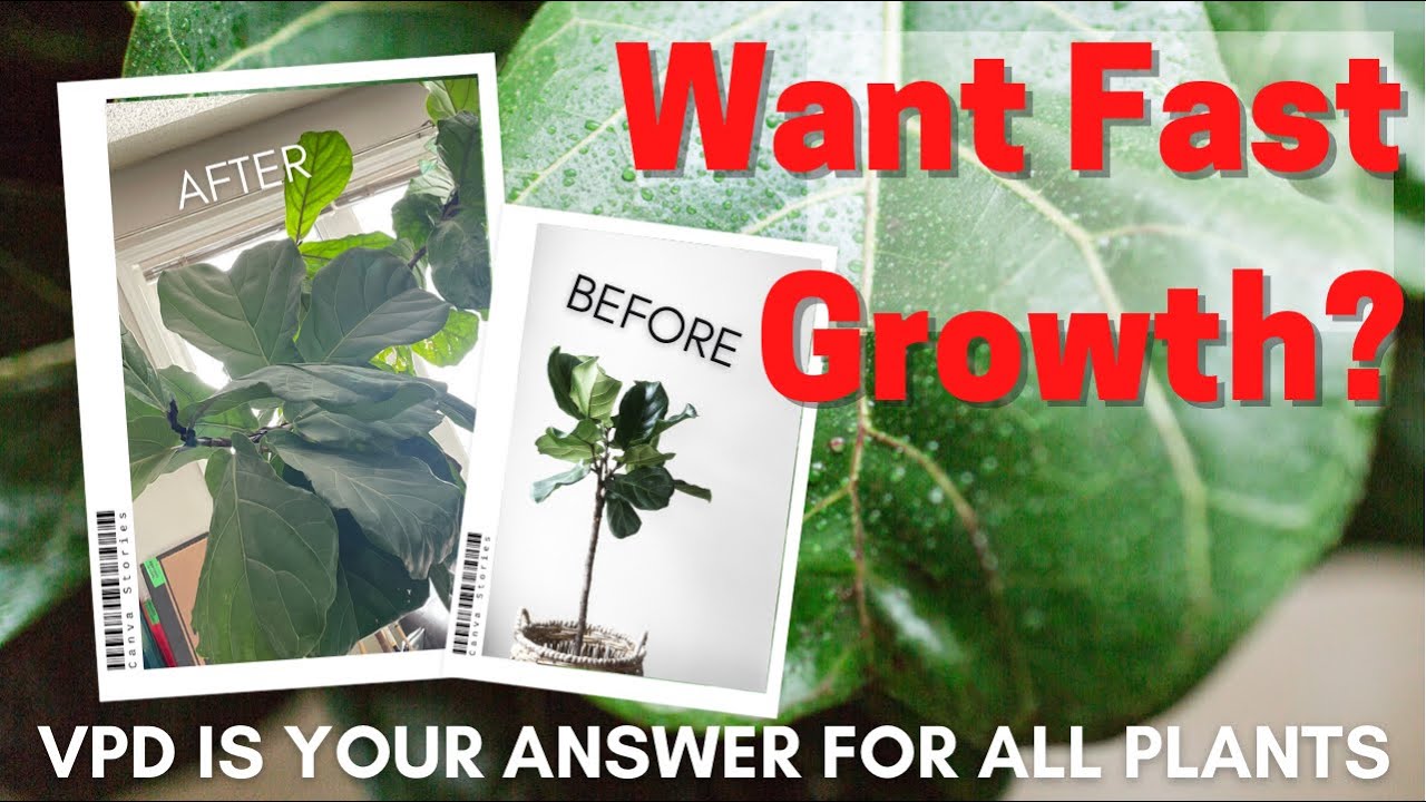How To Get Houseplants To Grow Fast With Science. Why Vapour Pressure Deficit Matter For Houseplants