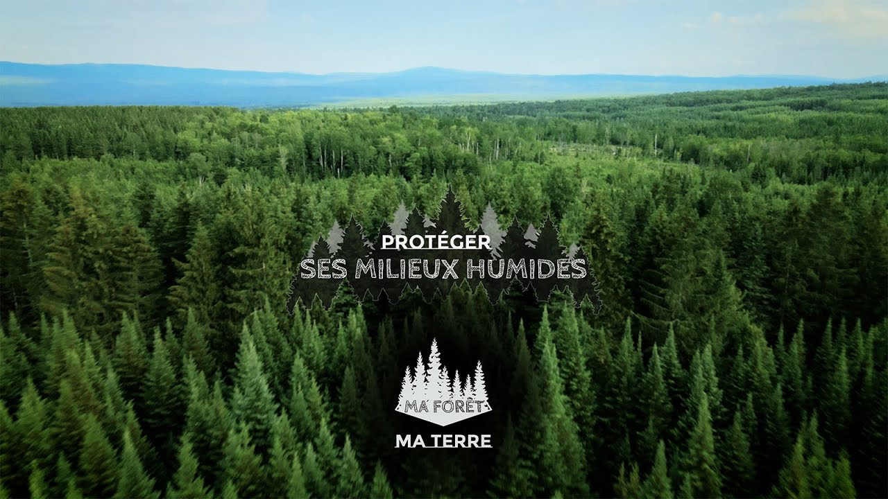 Ma forêt, ma terre: Milieux humides