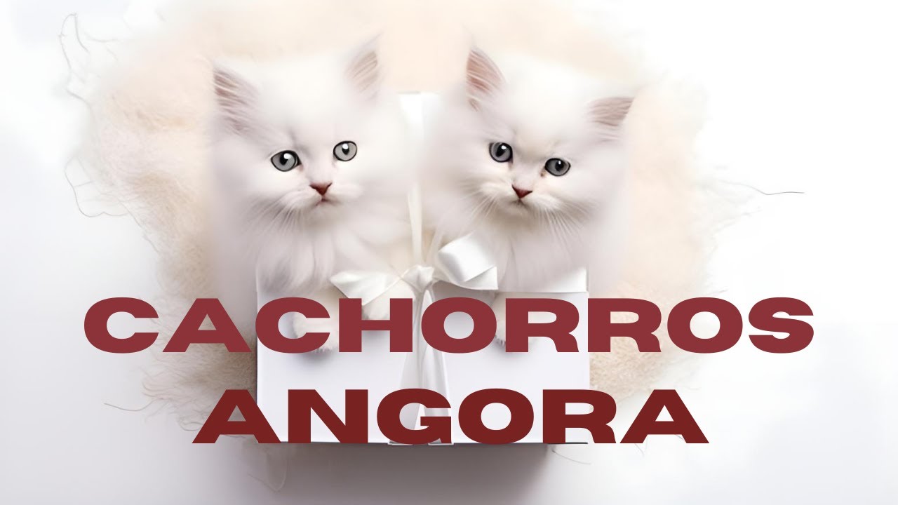 COMPILACI&Oacute;N de CACHORROS de ANGORA turco 🐈🐱
