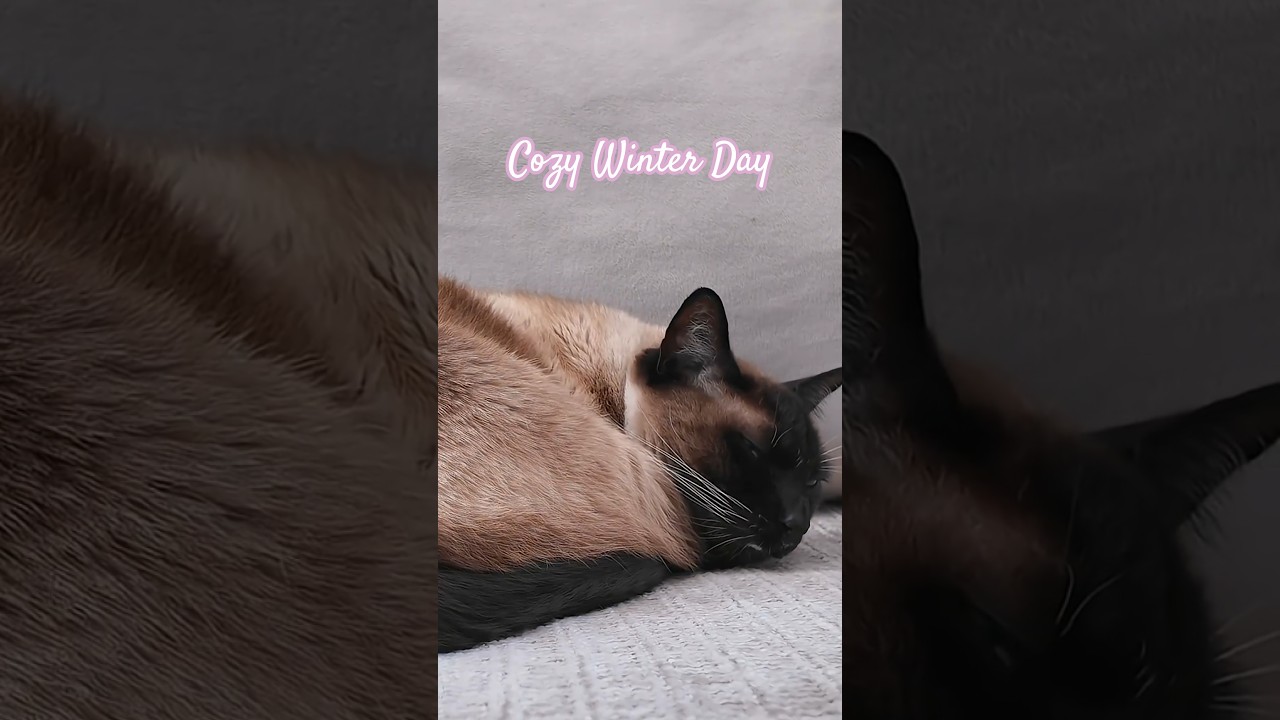 Roses In Snow, Sleepy Siamese Cat on a Cozy Winter Day ☕🐈‍⬛🌨️❄️ 