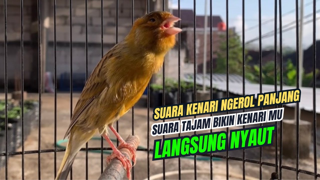 suara kenari gacor panjang AMPUH,, PANCINGAN KENARI AGAR BUNYI Jadikan BURUNG KENARI GACOR NGEROL