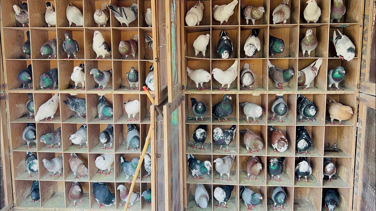 धनकवडी बाजीगर हवेसाठी सज्ज💥🕊️♥️#pigeon #bird #kabootarbazi #kabootar #kabutar #pune