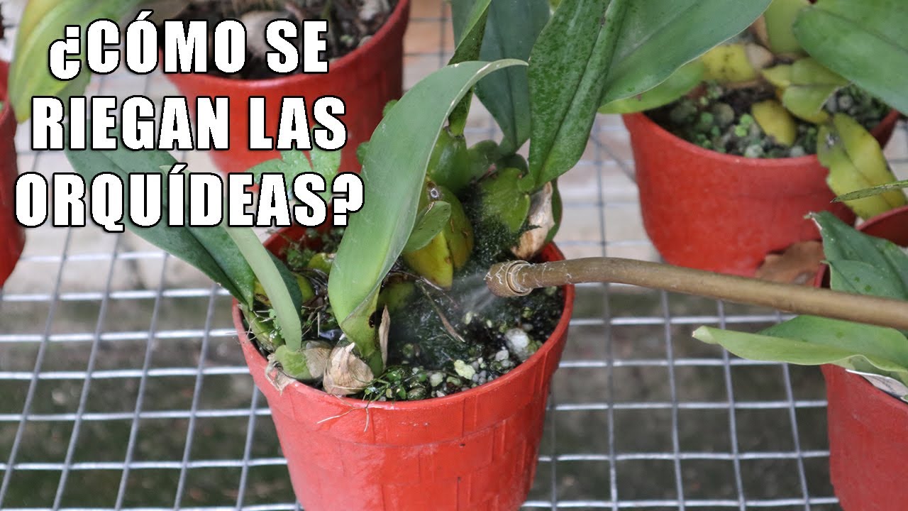 ¿Cómo se Riegan las Orquídeas ? || Orquiplanet