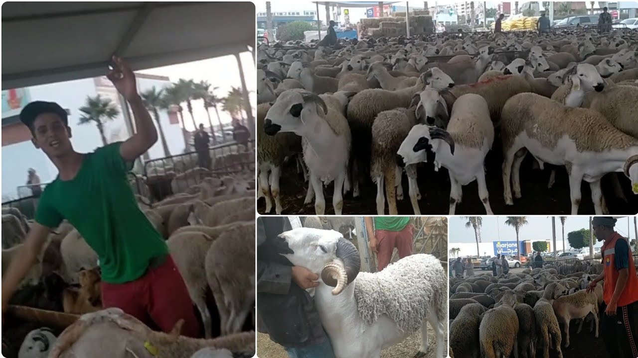 أثمنة حولي (خروف) عيد الأضحى في مركز مرجان أكادير 2022 ثمن ب kg