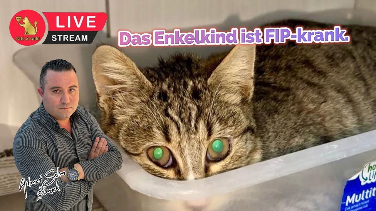 Das Enkelkind ist FIP-krank.