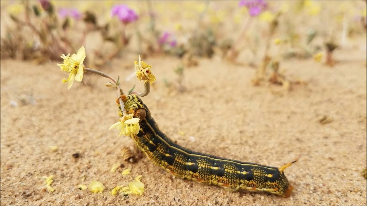 CLOSE UP - Caterpillar Eating Flower