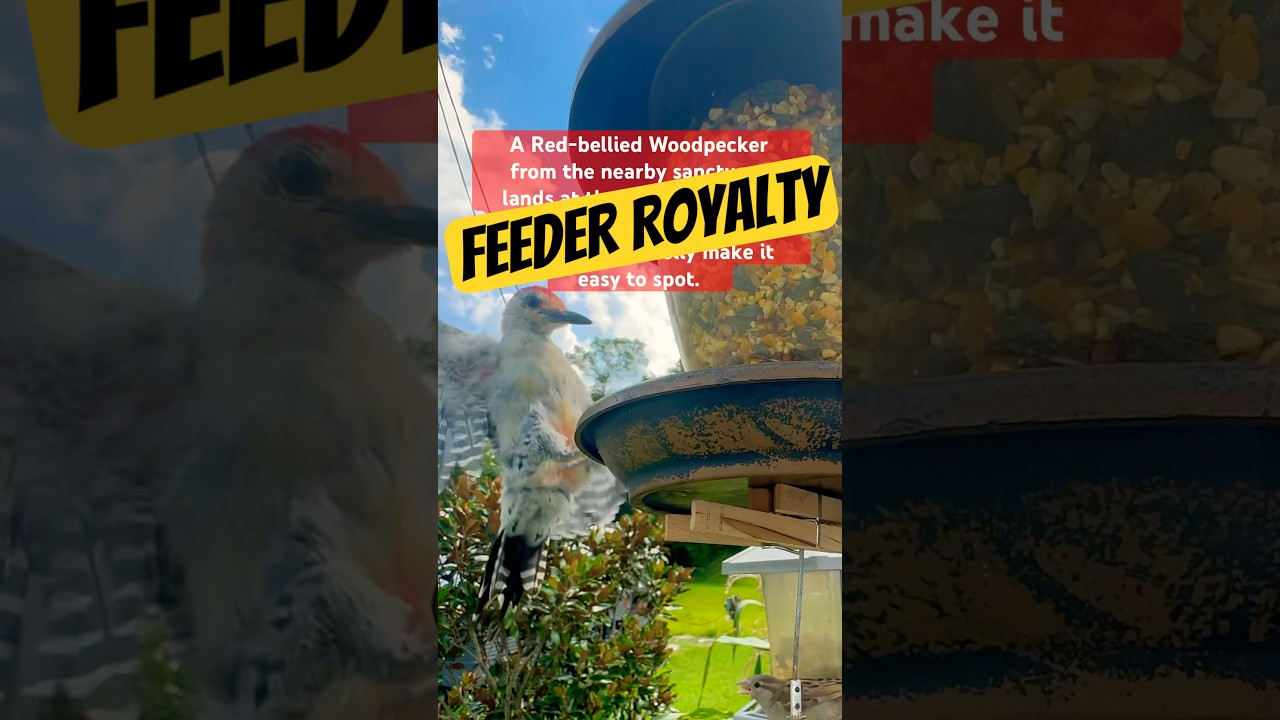 From the Sanctuary #birds #birdfeeder #nature #asmr #asmrvideo #woodpecker #educational #ornithology