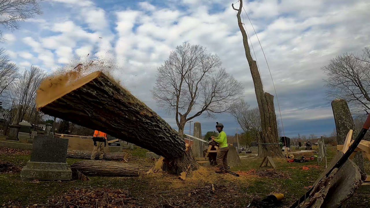 Removing Massive Black Locust Trees from Lake View Cemetery
