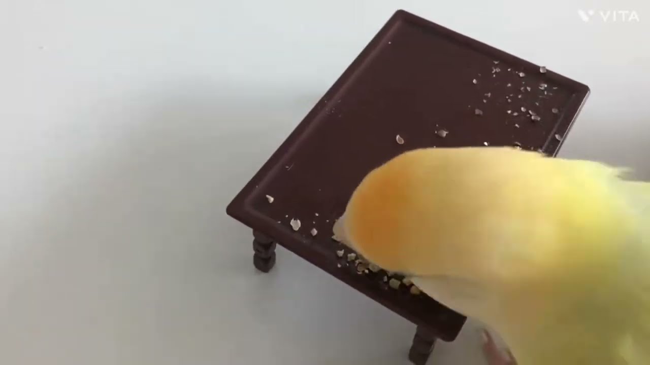 Lemon’s food world cup!!!                                  The result is…