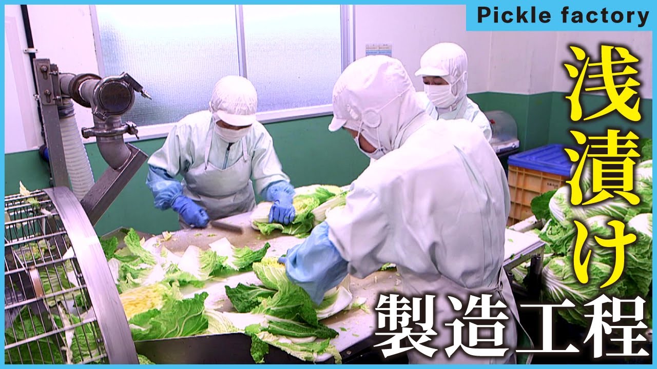 【漬物工場】1日4.5トン！3秒で芯を取る職人技と新鮮白菜が絶品キムチになるまで｜丸越・香味小夜子