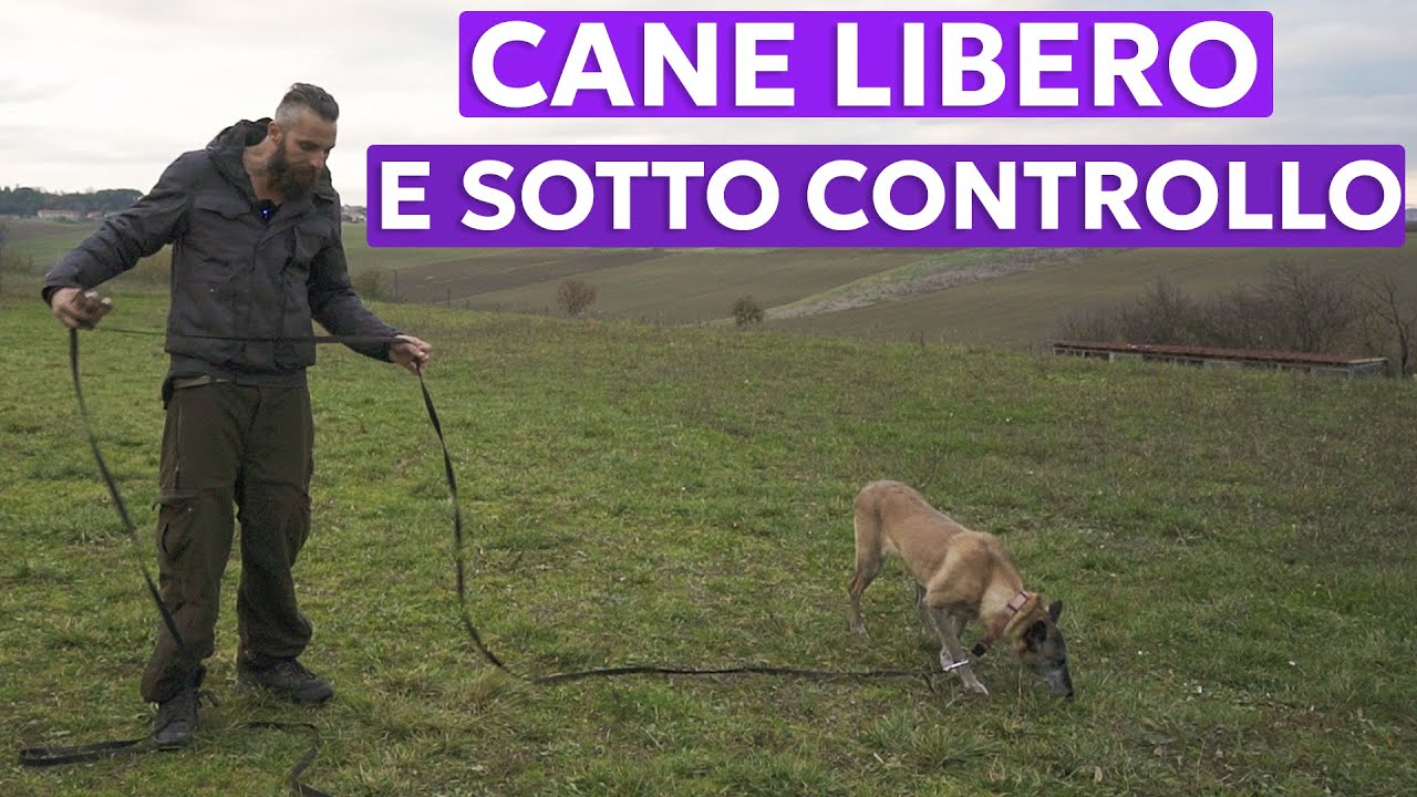 UNA TECNICA PER TENERE IL TUO CANE LIBERO E SOTTO CONTROLLO