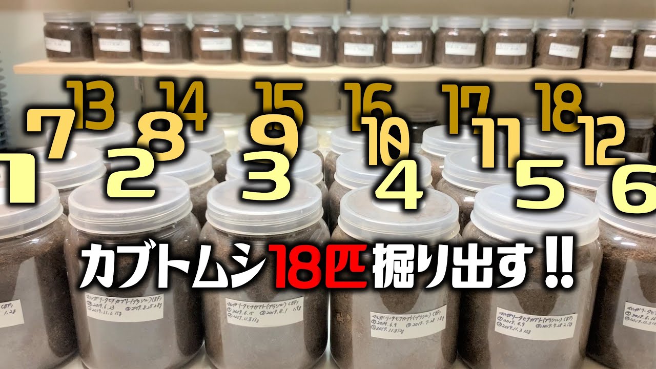 カブトムシ18匹を掘り出したら、滅多にないハプニングが起きた（くろねこチャンネル）