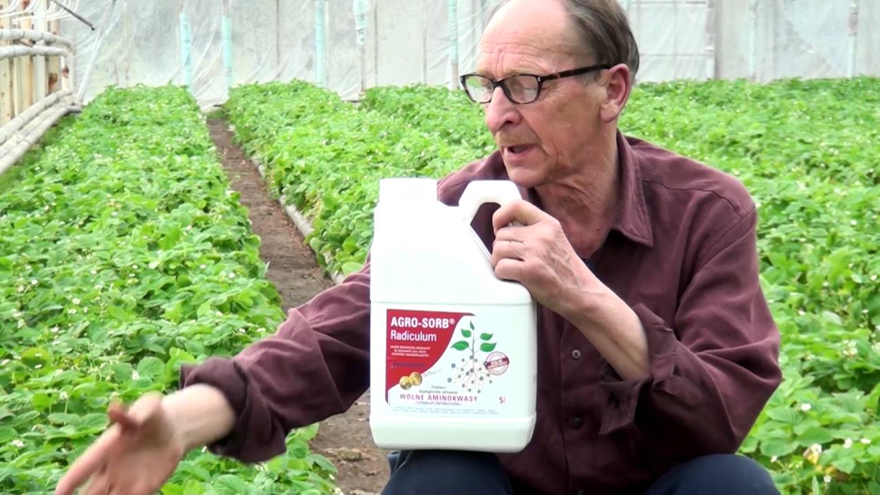 Polskie Aminokwasy Agrosorb - Radiculum, Folium - Dojrzewanie poziomki