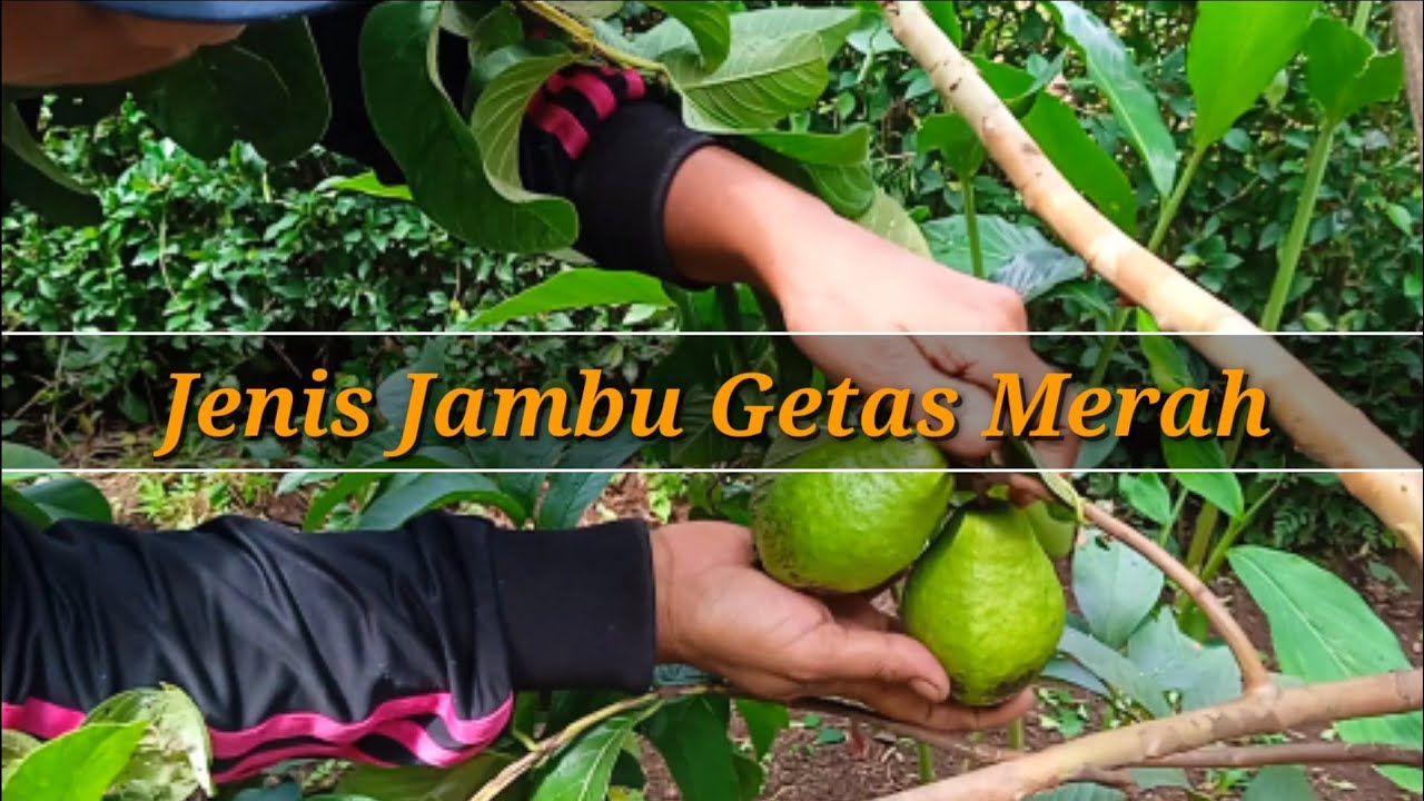 BUAH JAMBU GETAS MERAH SANGAT POPULER