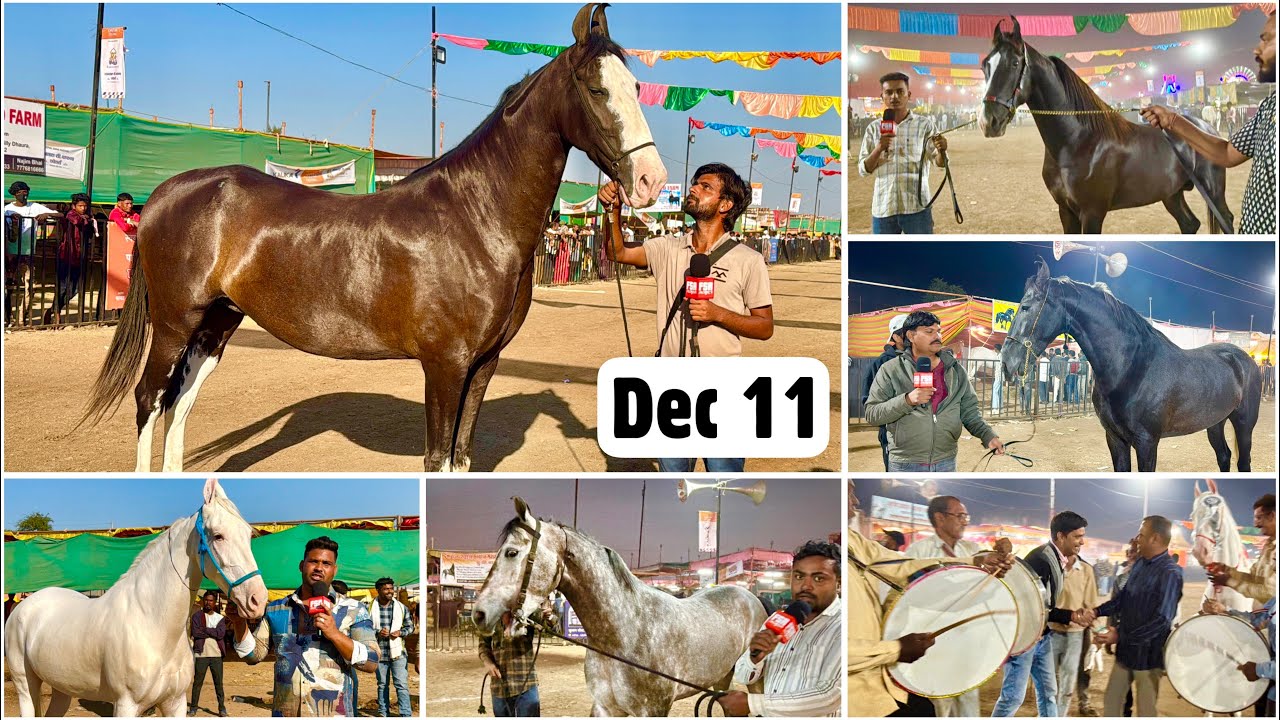 Chetak Festival Sarangkheda Horse Fair 2025 Dec 11 Vlog  | The Best of Marwari & Nukra Horses