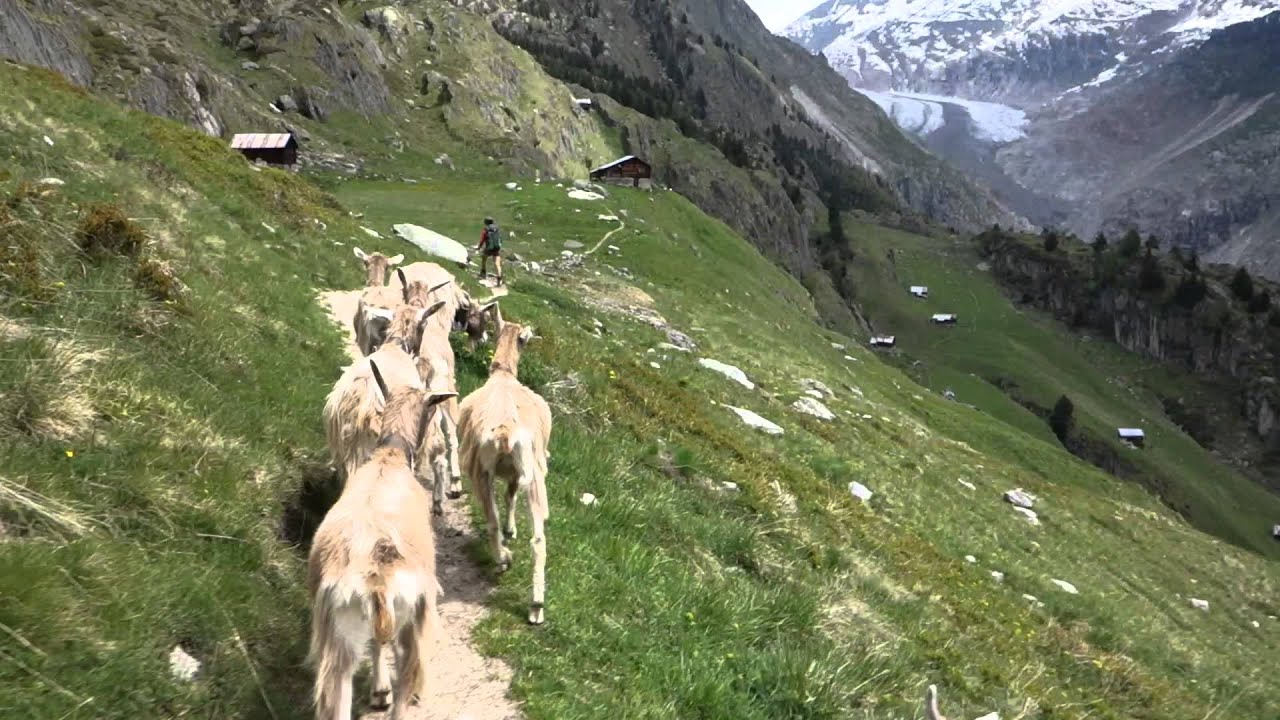goat herders for half an hour near Oberaletsch, Blatten, Valais, Suisse, 31-05-2015