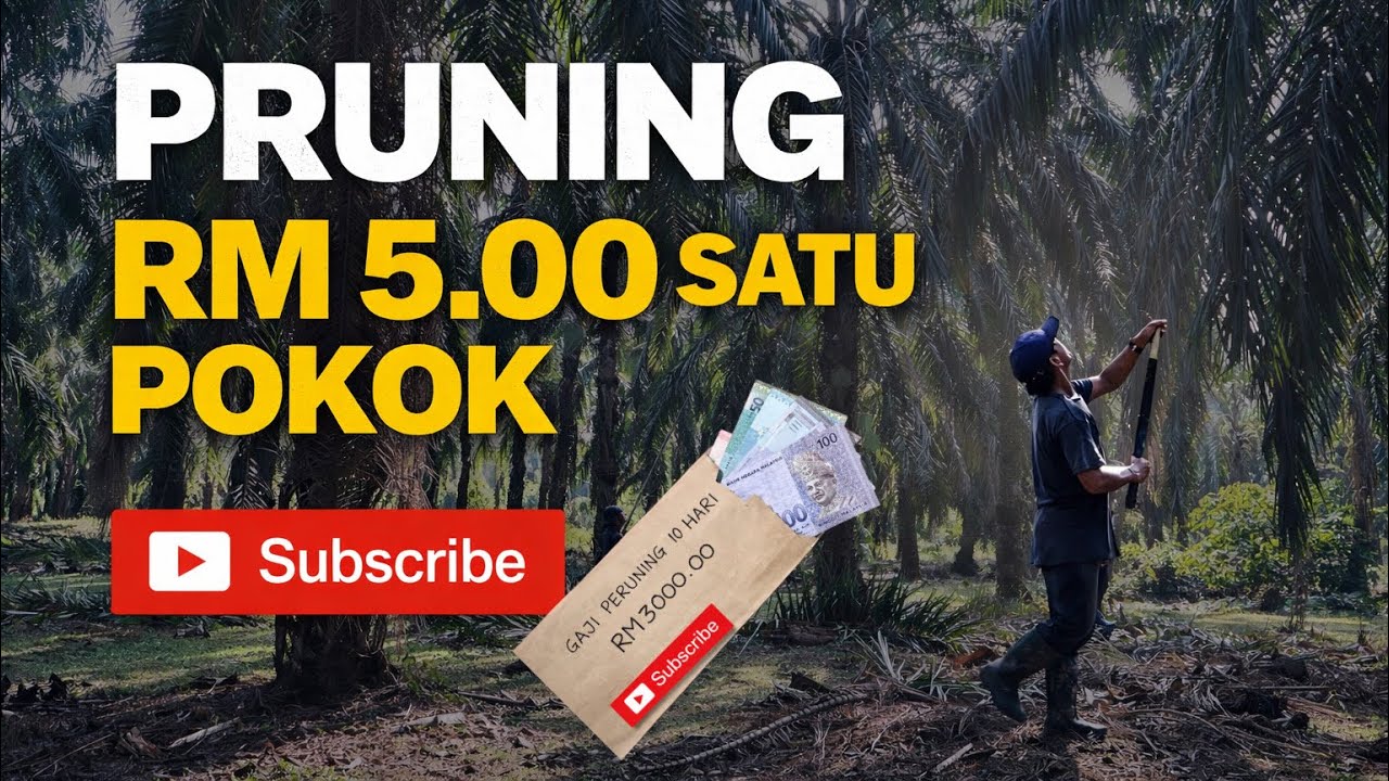 Pruning Kelapa Sawit Pokok Tinggi | Pribadi | di Malaysia