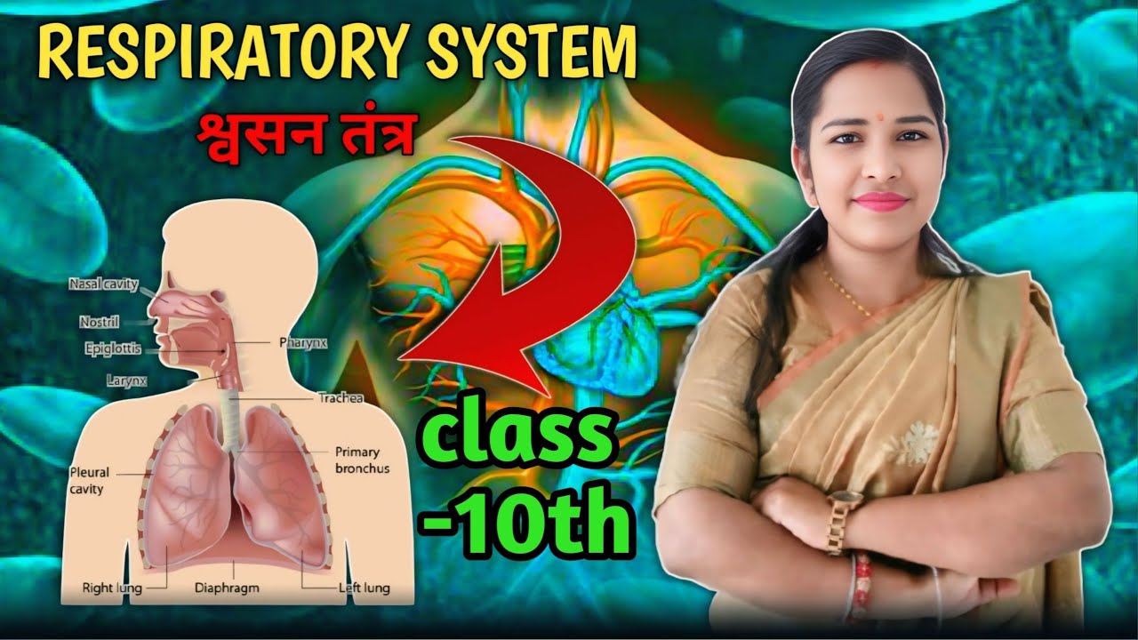 जैव प्रक्रम || Life process|| class -10th|| respiratory systemRespiratory system || by poonam ma'am 