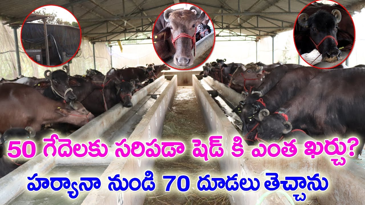 Dairy Farm Shed Cost ?50 గేదెలకు సరిపడా షెడ్ నిర్మాణం? 70 దూడలతో మొదలు పెట్టాను | Telugu Raithanna