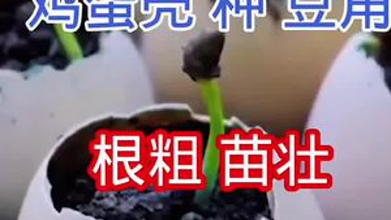 豆角种植小妙招根粗苗壮后劲足