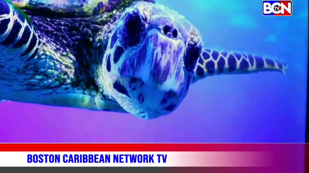 BCN  TV  |  Orchid 7 yon nan pi bel Restoran Ayisyen nan Boston