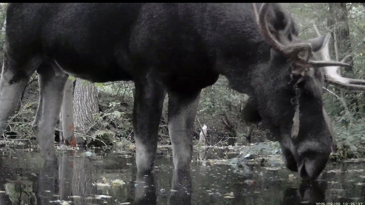 Łoś - po prostu łoś ;) - fotopułapka 
