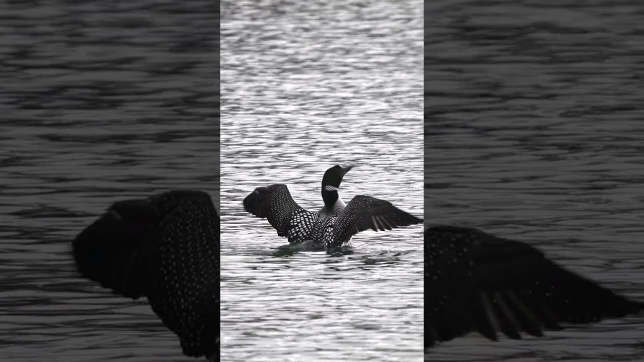 Loons in Utah 