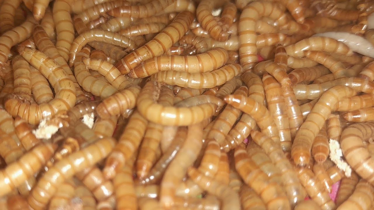 مشاريع صغيرة واقل تكلفة ومربحه جدا جدا