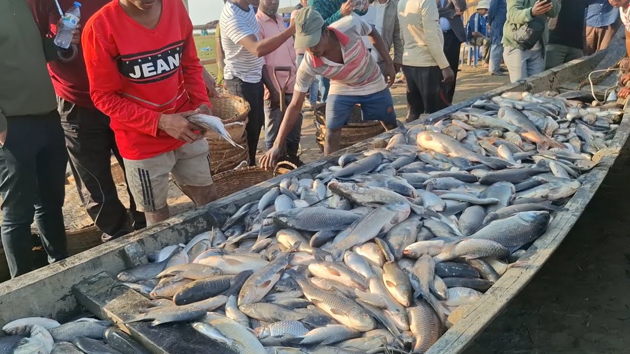 হাকালকি হাওরের ফিংলার বিলে ভরপুর মাছের মেলা #fishing #hakaluki TV
