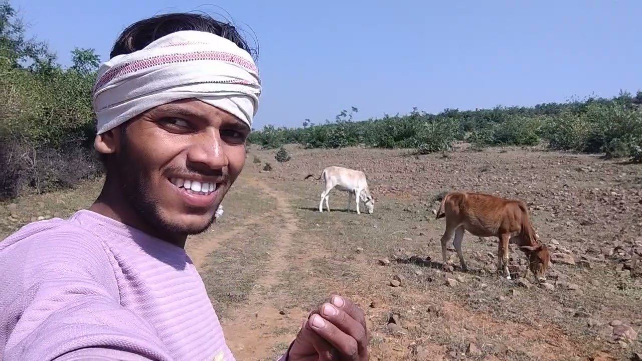 Hare Krishna Cow Village walk Trip home rest healthy energy powerful 👏❤️