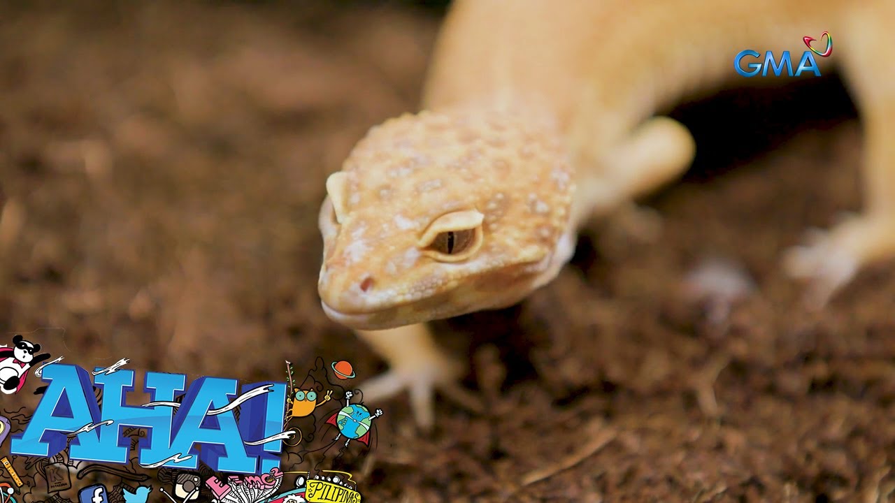 Iba’t ibang klase ng reptiles, kilalanin! | AHA!