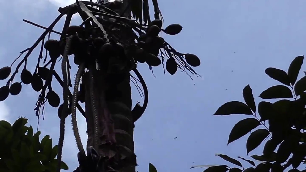 Arecanut Climbing Machine