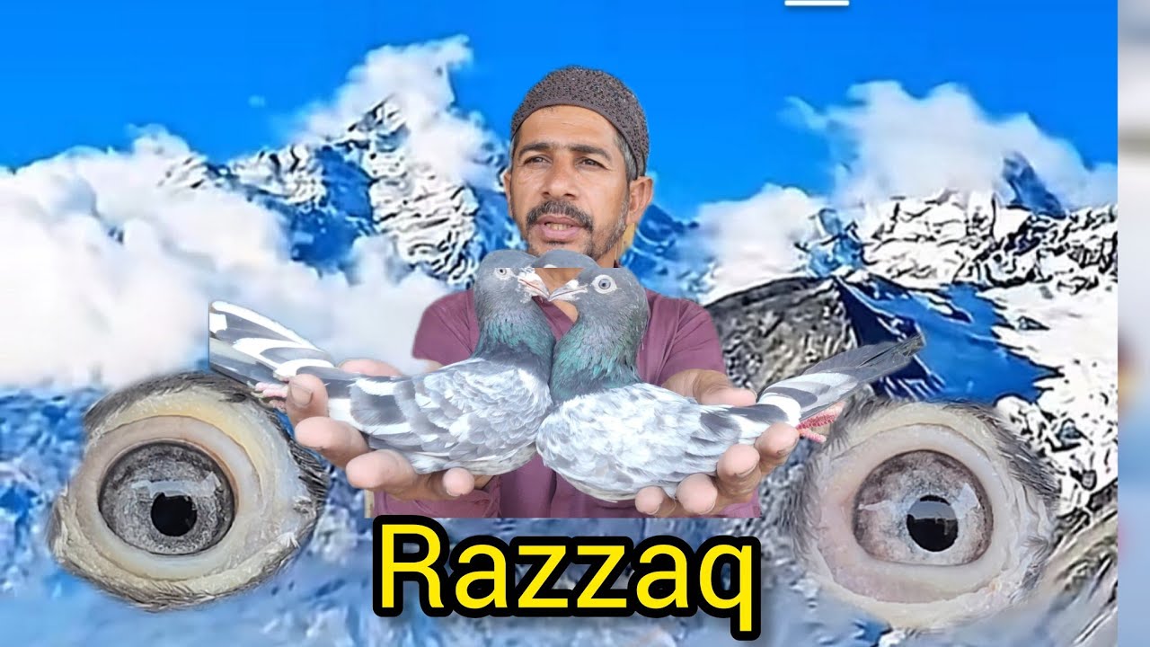 #Proz poori kabootar ka shoq kryn 