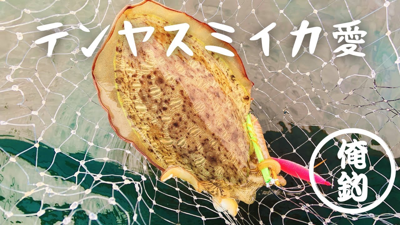 【テンヤスミイカ】東京湾伝統釣法でひたすらしゃくってみた