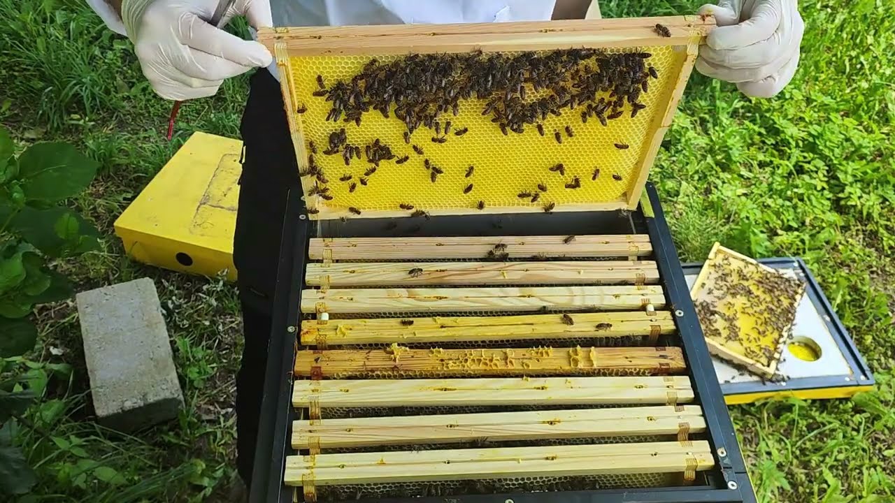 Przegląd pasieki po lipie – co pszczoły zebrały? | Odklady z maja i miodnia w akcji