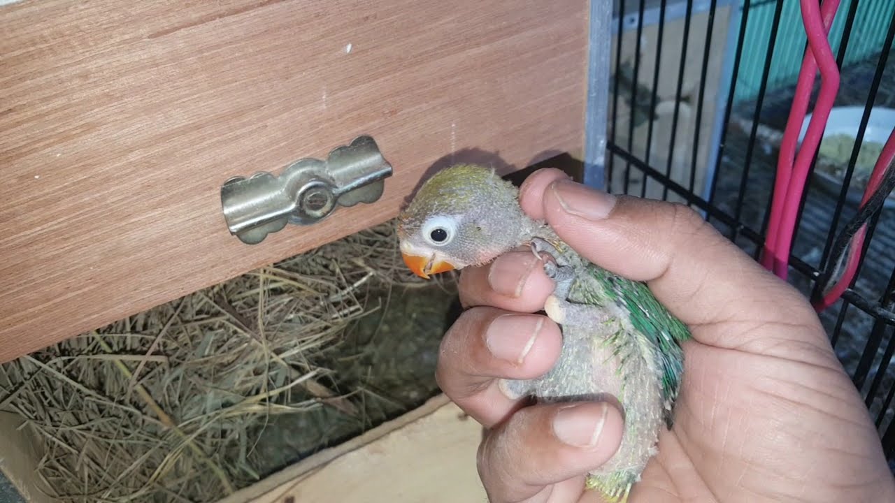 Love bird Breeding Progress 😍