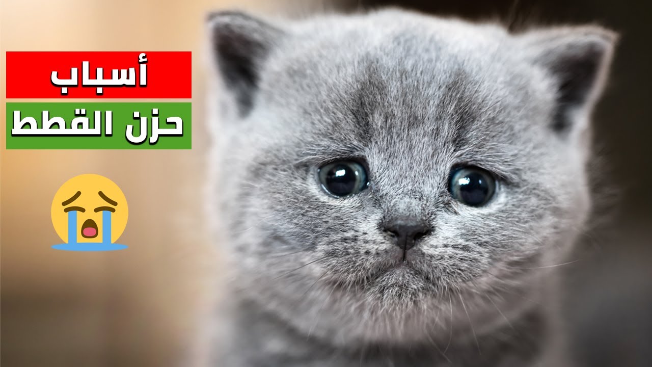 هذه 5 أسباب تجعل قطك حزين